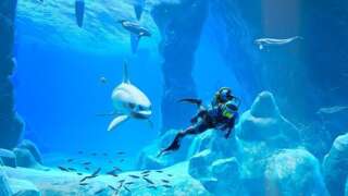 Nintendo Switch Exclusive Endless Ocean: Luminous Is Up For Preorder